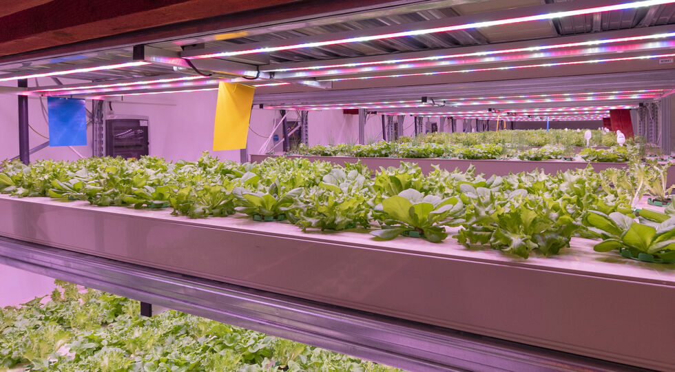 3 principles of crop protection on aquaponic farms